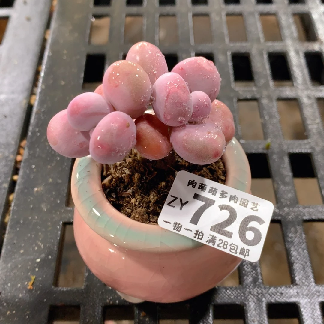 肉萌萌拇指盆精控多肉ZY726