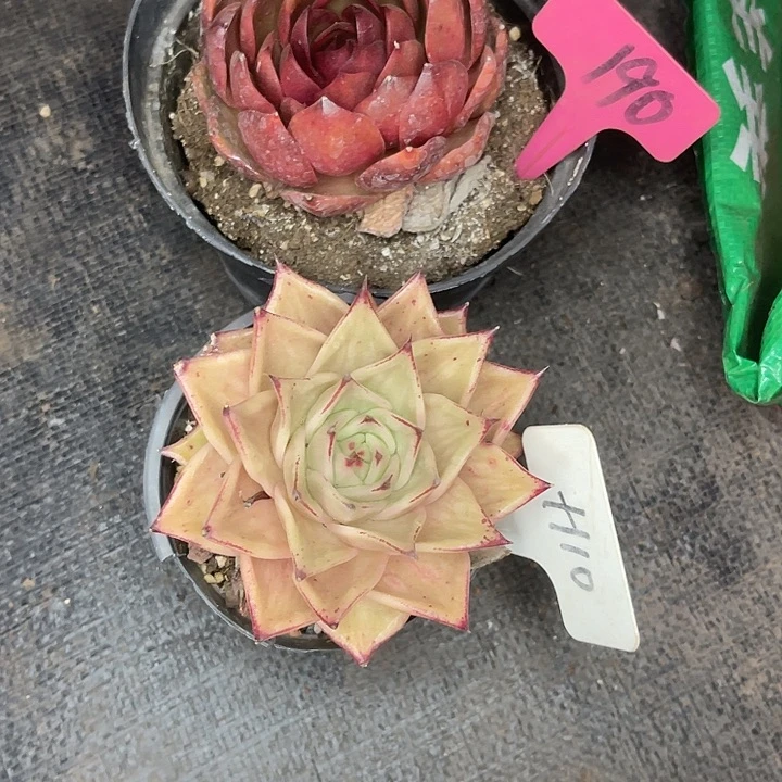 小***爱两单包邮，一物一拍，190,