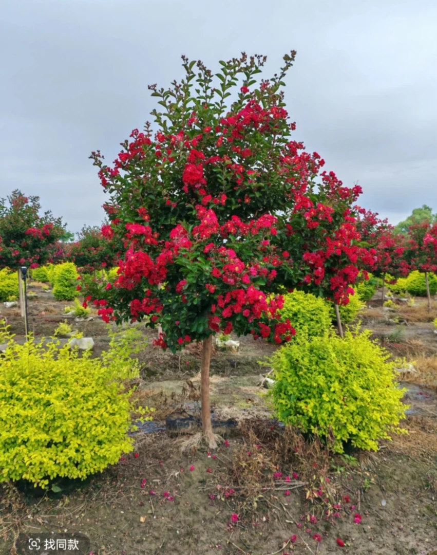 《一物一拍》紫薇基地