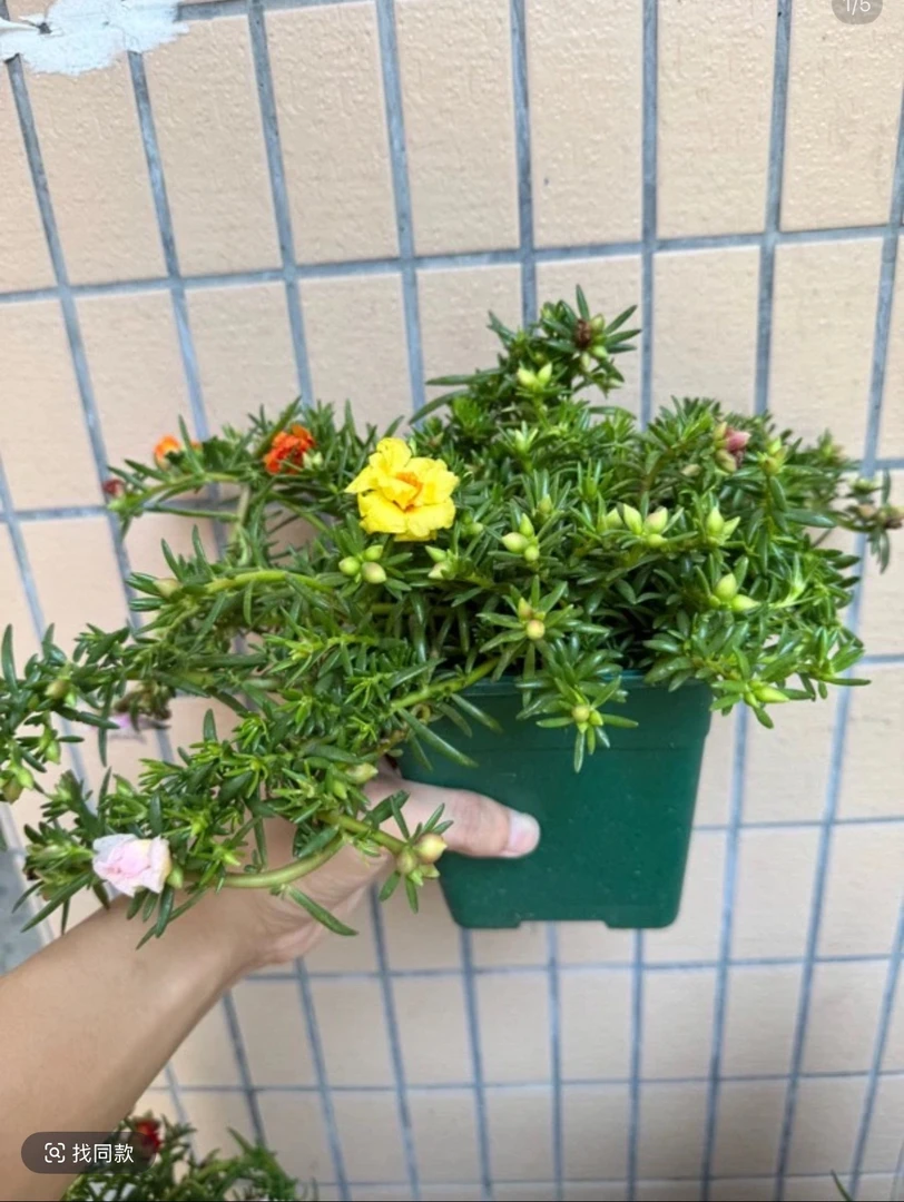 【方盆重瓣太阳花】多色重瓣太阳花KU2