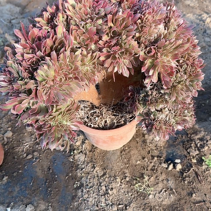 人*缀话脱土发货缀话