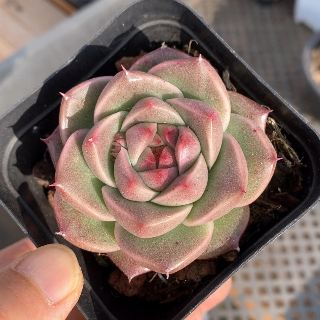 精品多肉一物一拍41