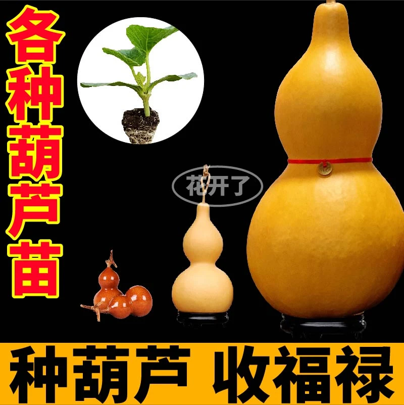 观赏各种葫芦苗秧春秋庭院盆栽手捻大小亚腰宝葫芦种籽子带土
