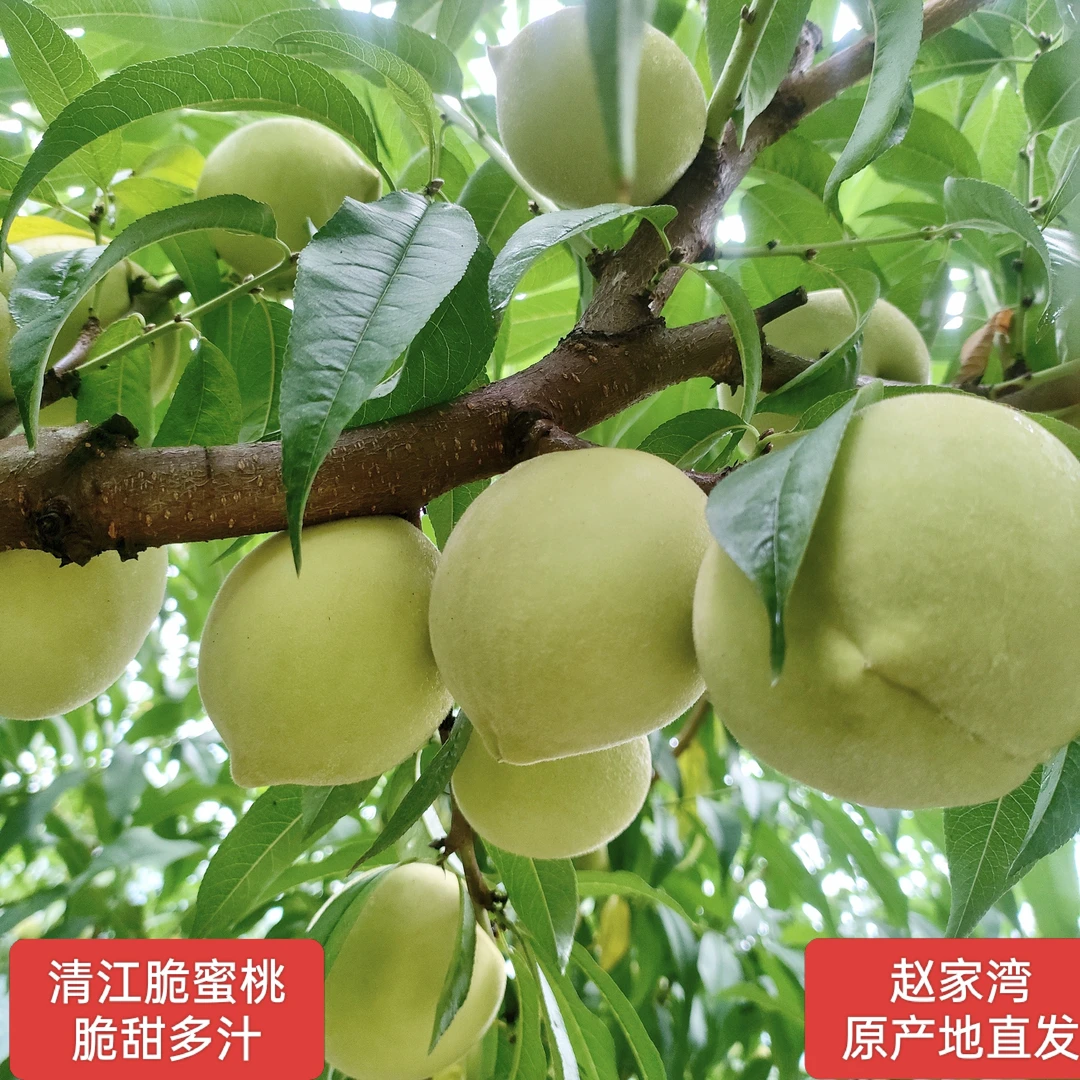 现摘清江脆蜜桃脆甜多汁长阳赵家湾产地直发