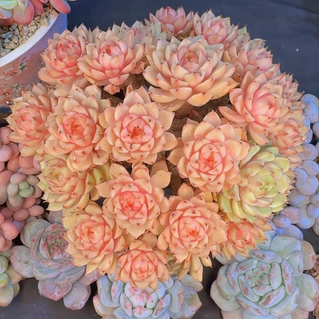 多肉植物的生长发育和