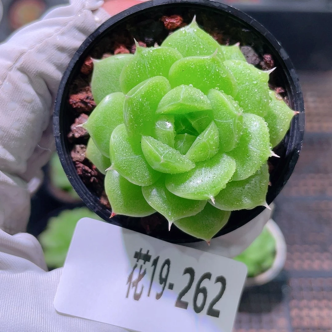 鹤***园花利美19-262海王