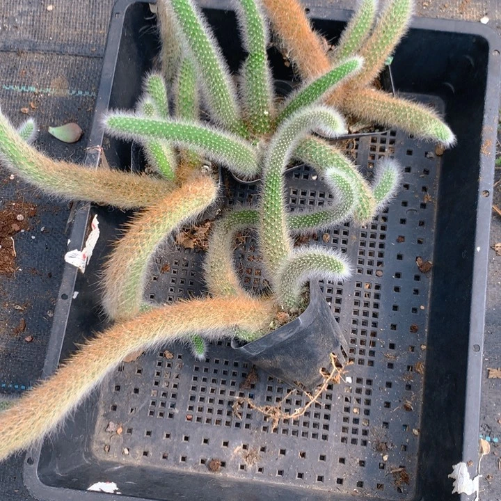 怡***宝九尾狐4盆脱土发货
