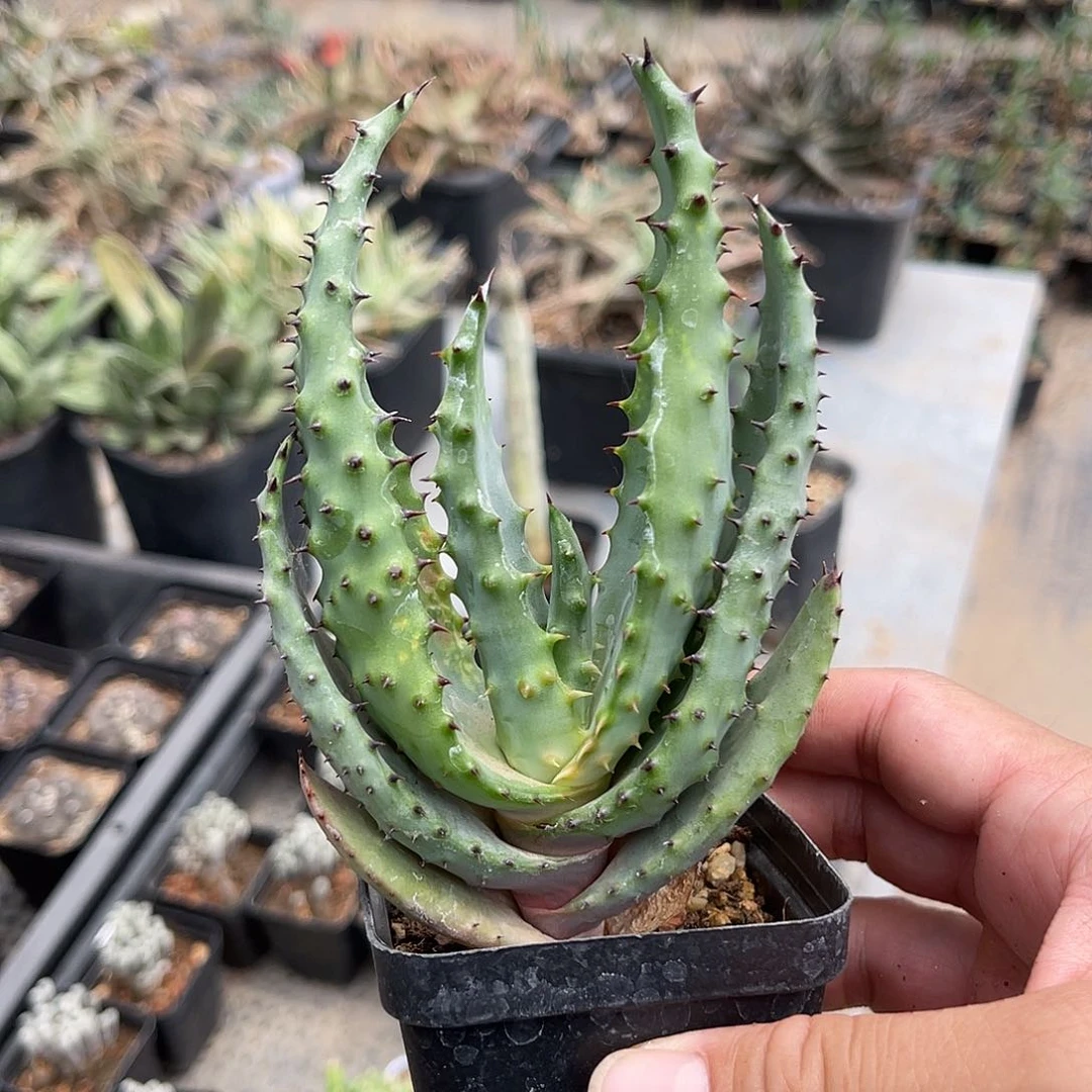 实生鬼切芦荟一物一拍