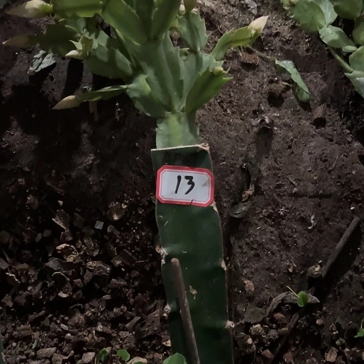 空***？，13号带盆Ap07，保温