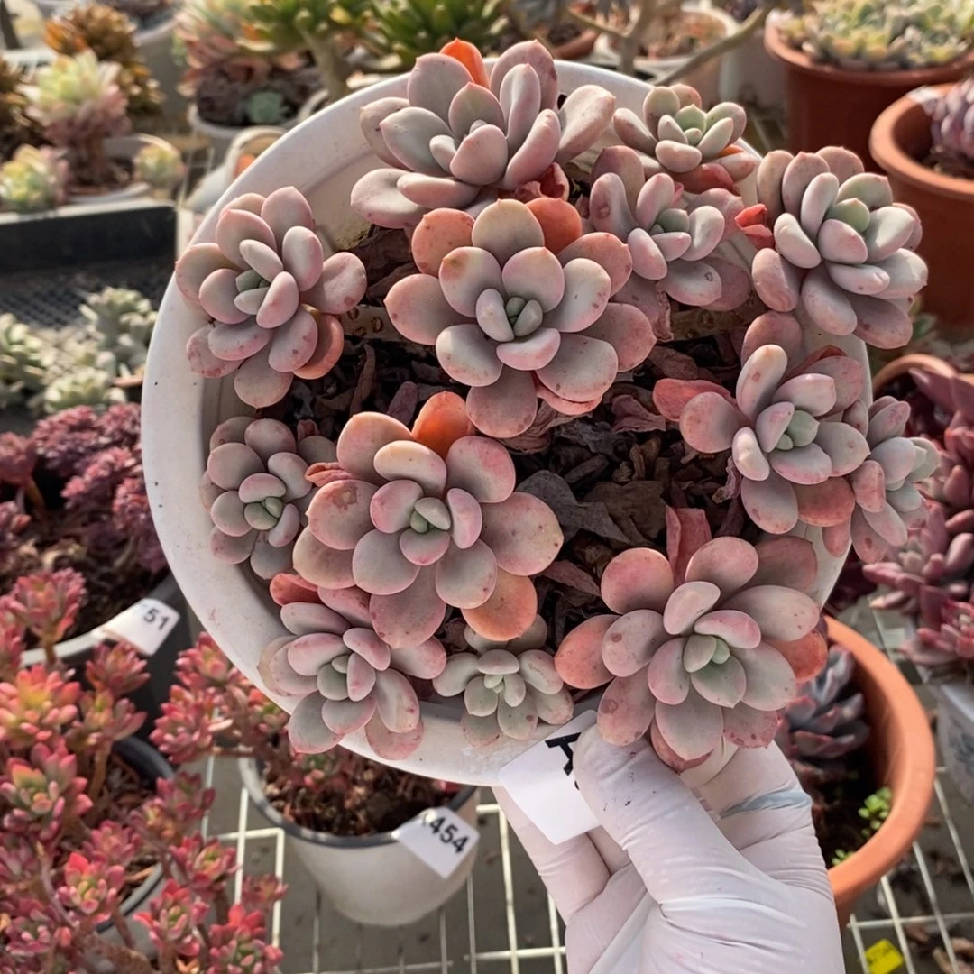 313不知名一物一拍