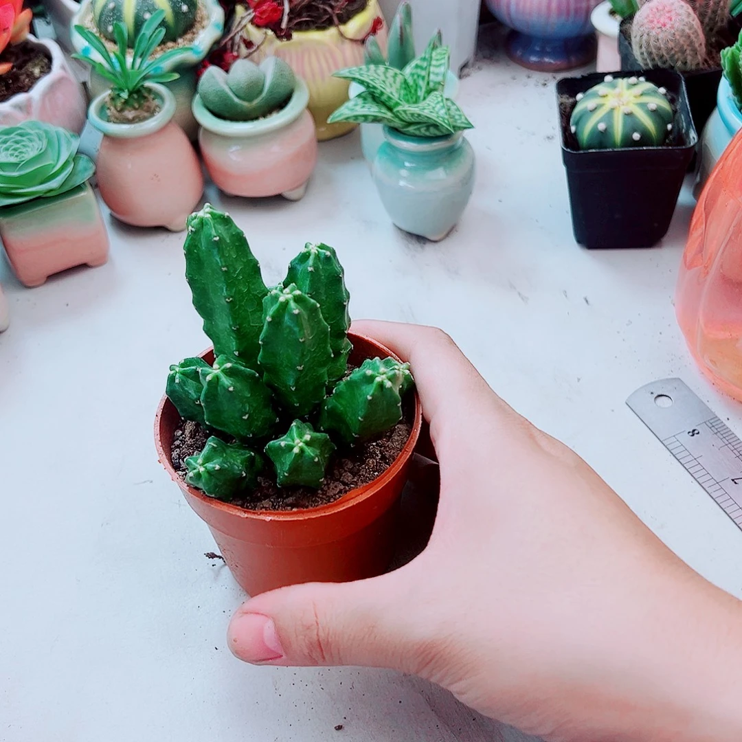 群生桃太郎多肉植物