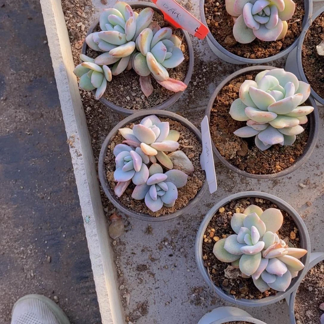 嘛****)多肉植物奶茶22222222