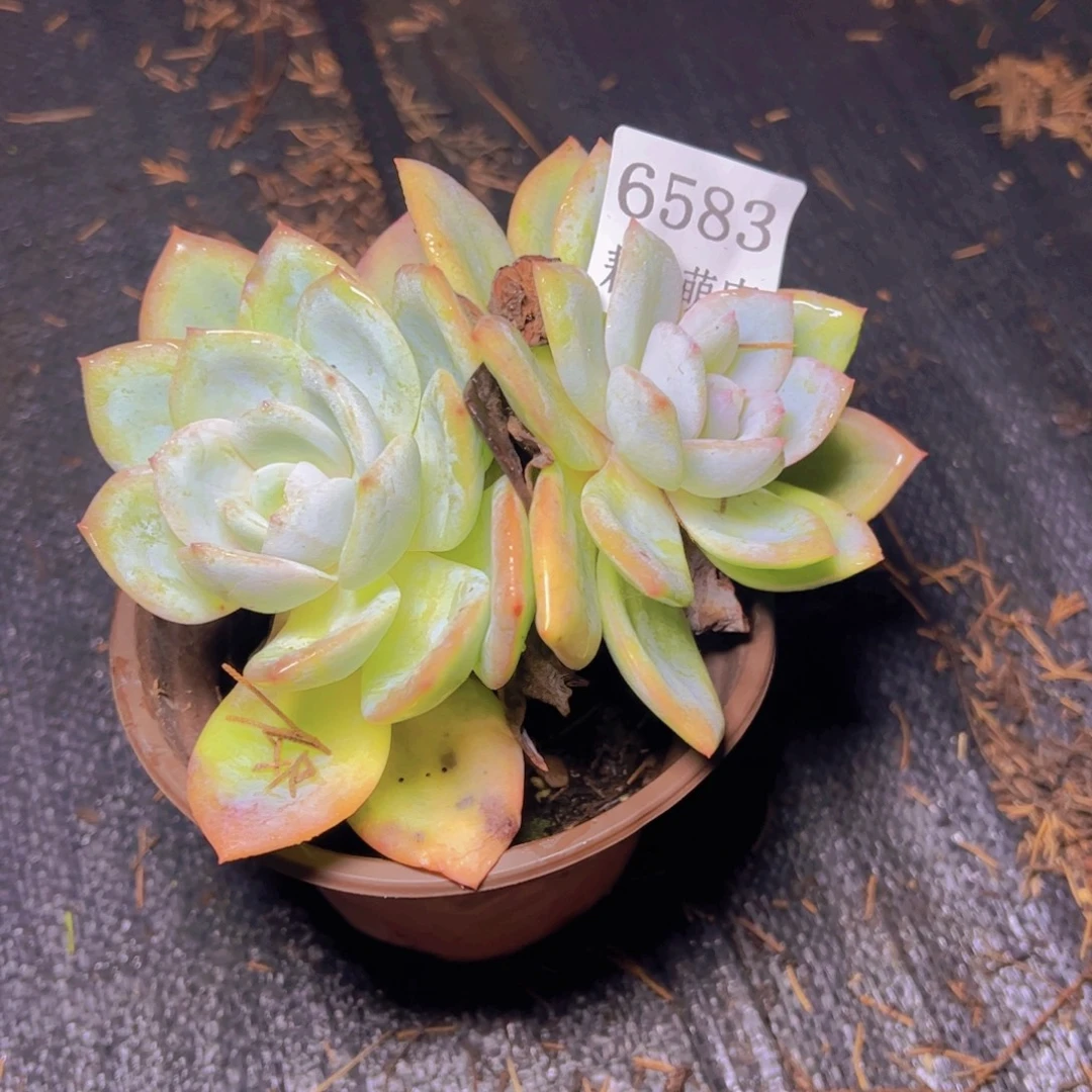 书***然凤城6583多肉植物