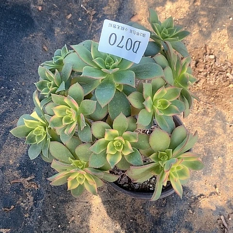 70艳日辉多肉法师锦