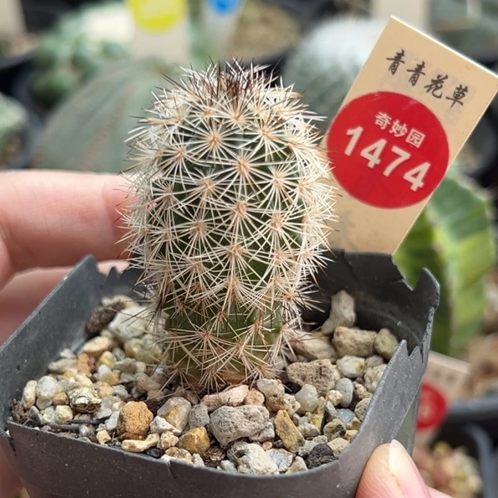 实生虾一棵仙人球36888