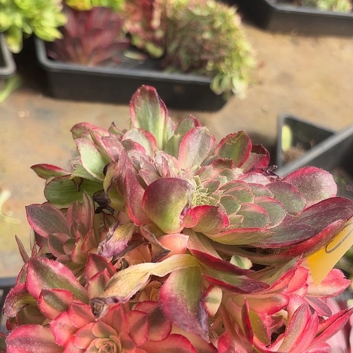 多肉植物黑膜锦囊0036