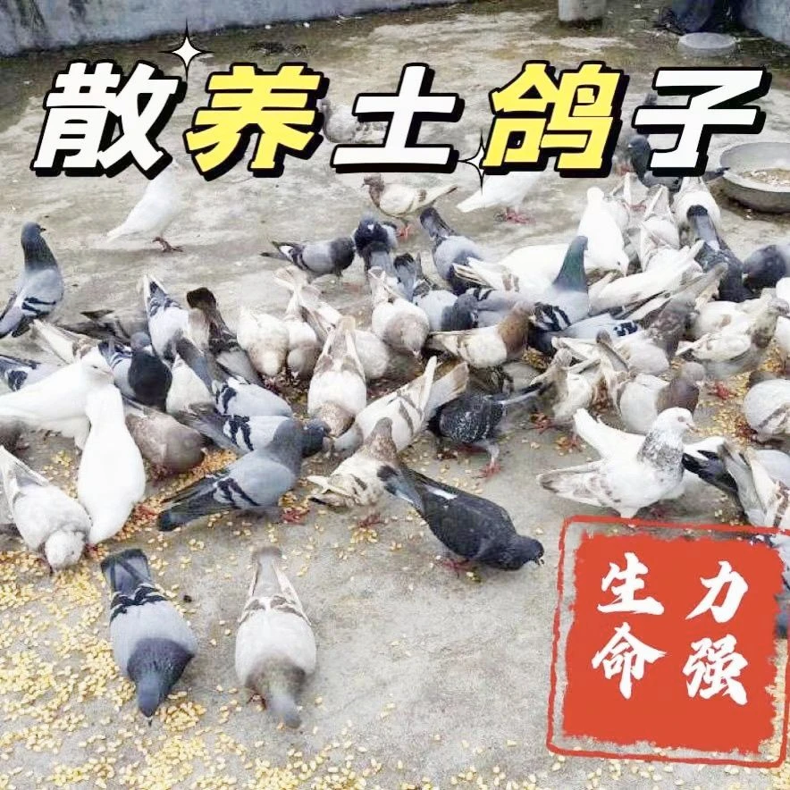 农村自己散养 鸽子  白 杂花 瓦灰 雨点 银王