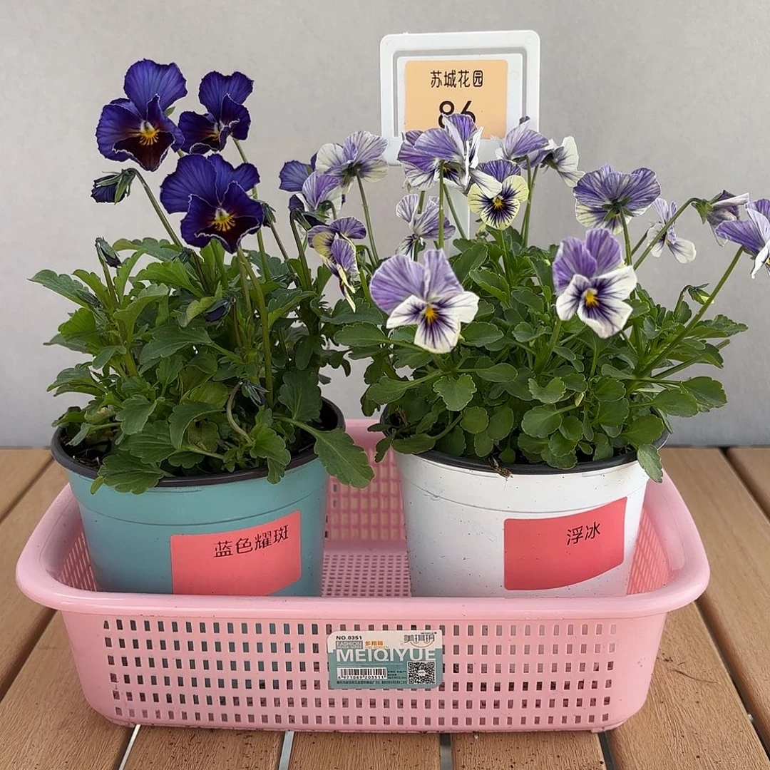 大部分开放少量花苞86