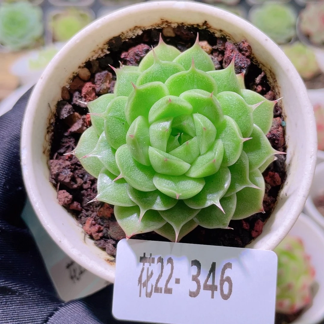 花利美22-346海王