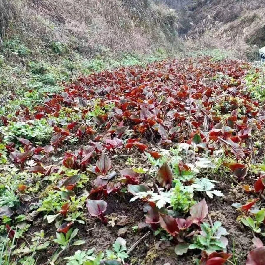 贵州特产【折耳根】新鲜现挖货鱼腥草嫩芽嫩根蔬菜鱼腥草新鲜嫩叶