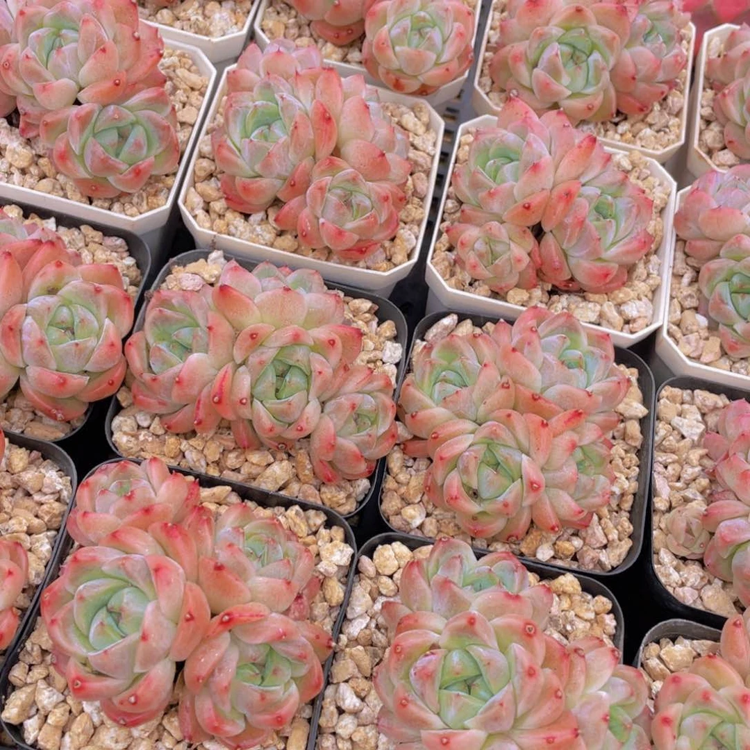 量拍10号 西施佳人多头群生一个