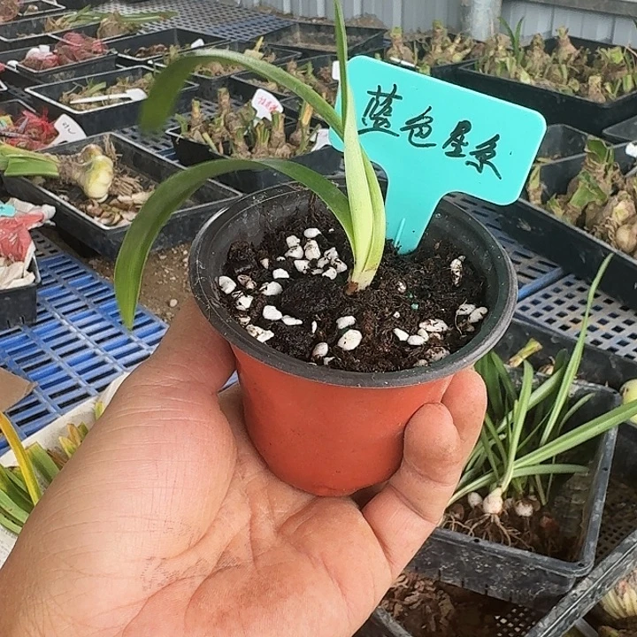 蓝色星系朱顶红一棵1.5