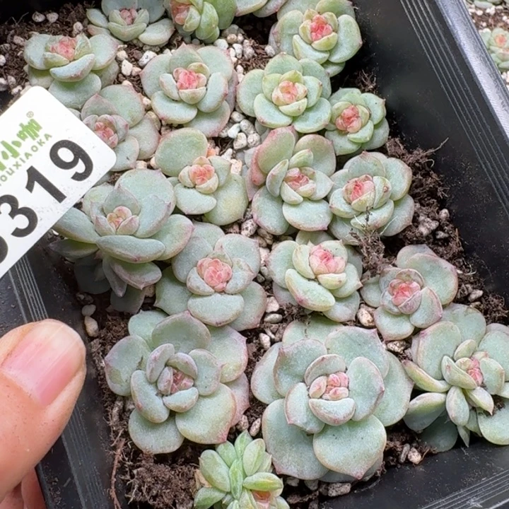 浅***浅多肉植物多头植物