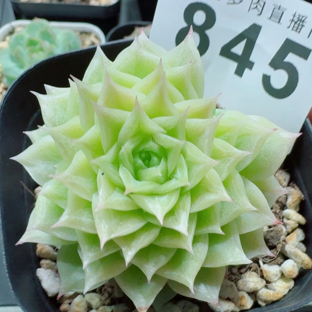 麦秆            精美多肉植物