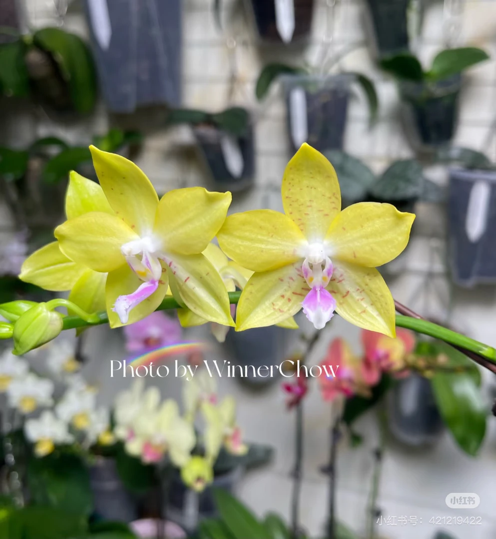 【樱花蛋挞叶损】农科院新品蝴蝶兰3.5寸未出梗发货（清货福利）