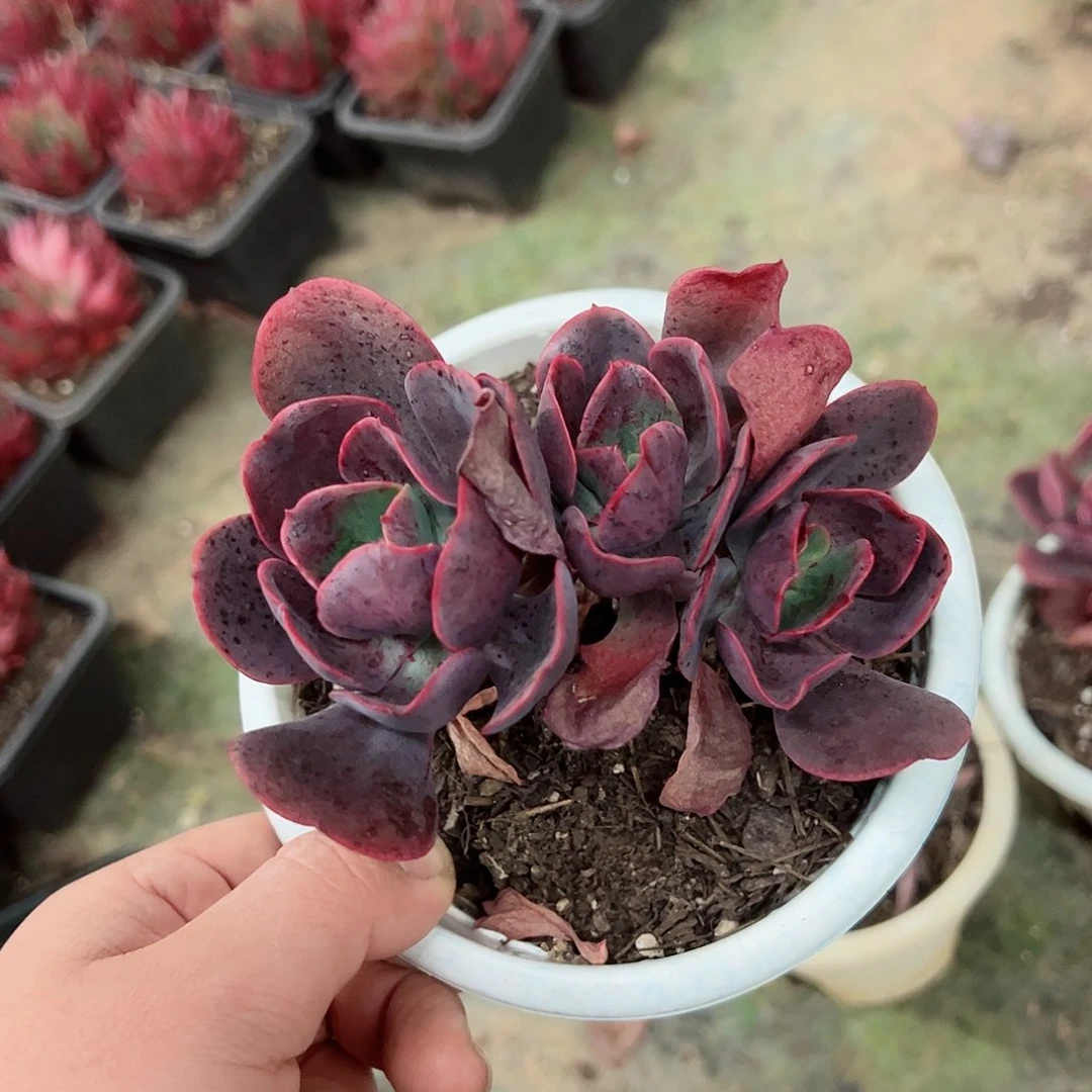 大唐玫瑰双头起整桩