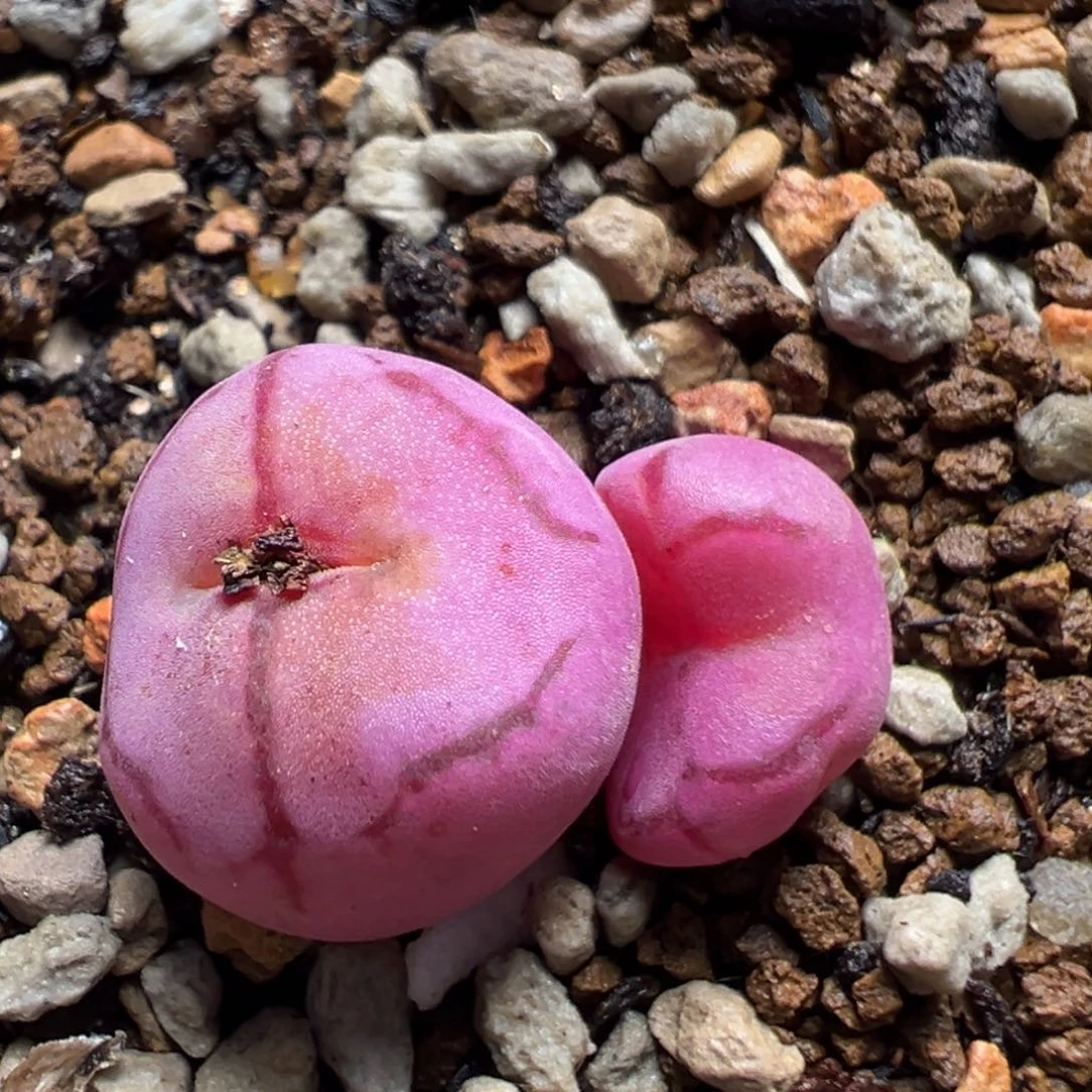 66多肉植物百科植物