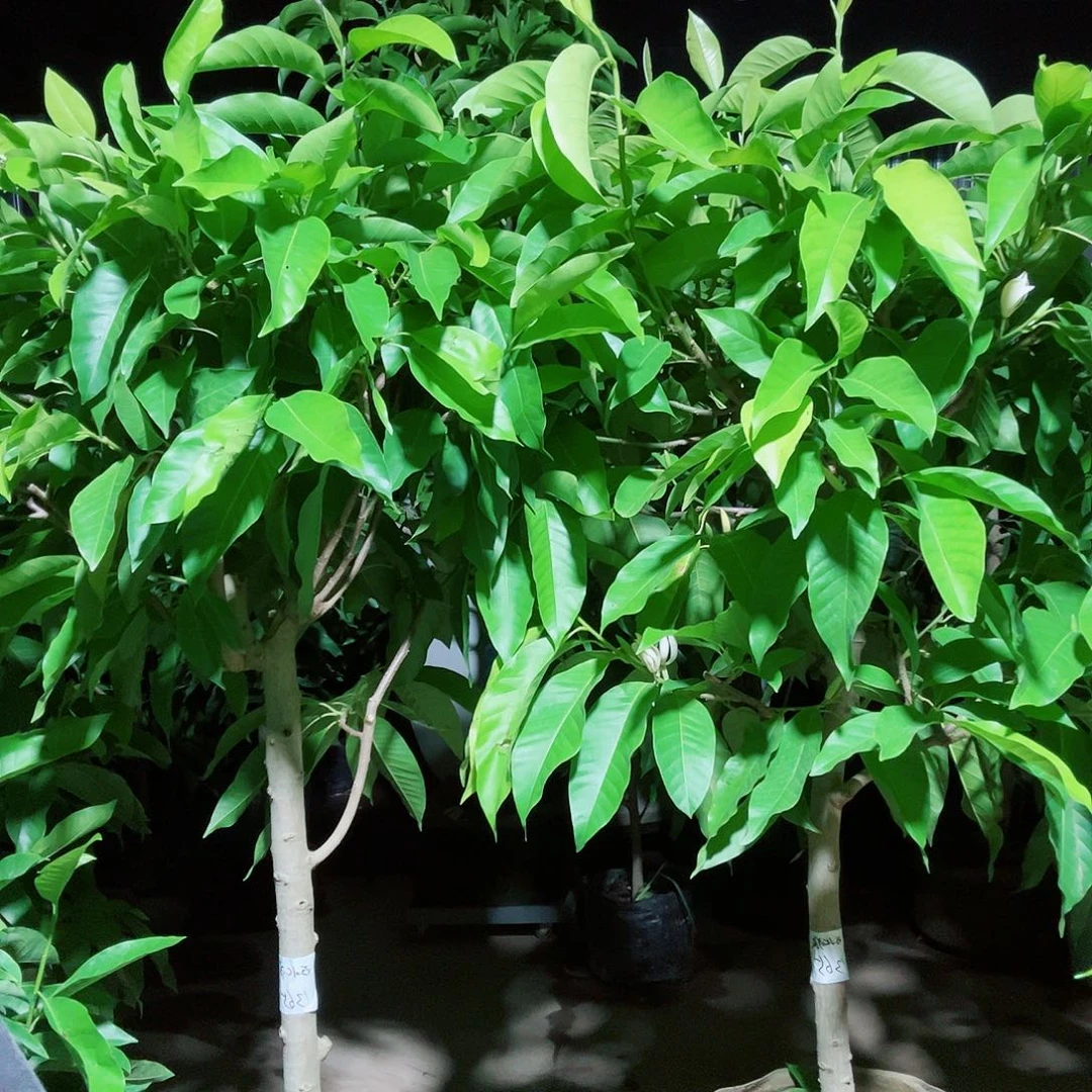 完全开放白兰花老庄350价位福利款