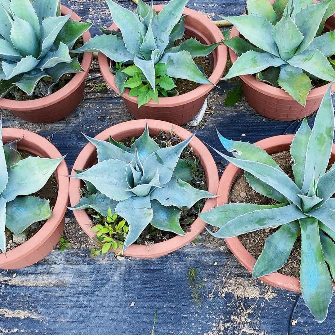 子*鲸鱼舌一颗有瑕疵9954