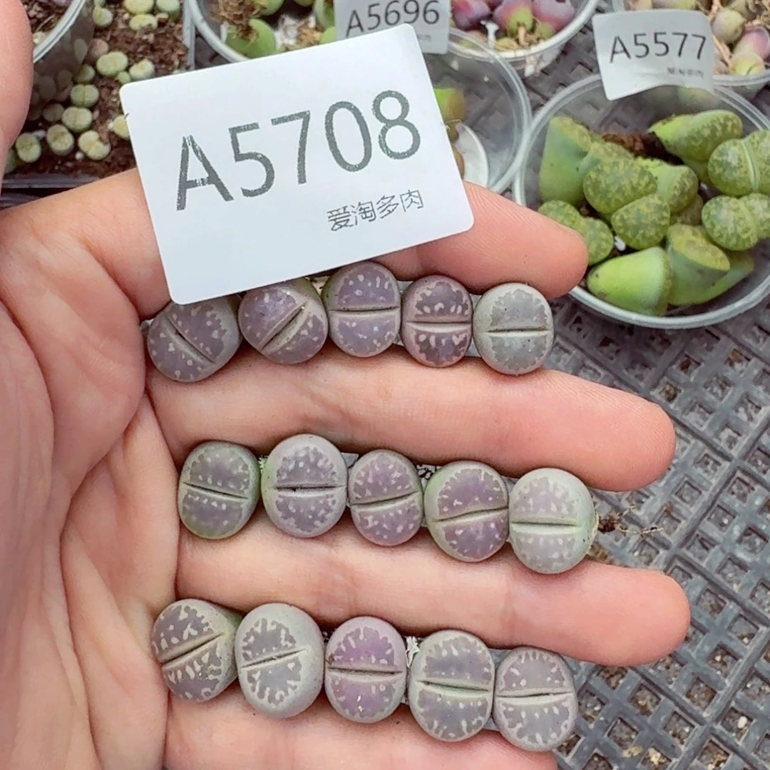 5708–生石花 生石花