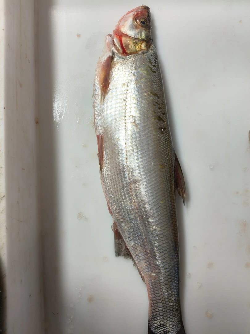 冷水翘嘴岛子鱼，一条4斤起