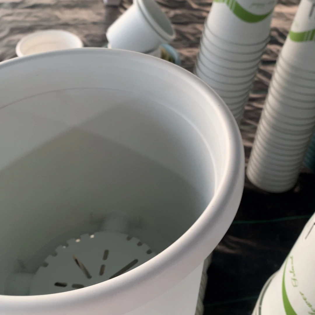 红陶25口奶白无托10个