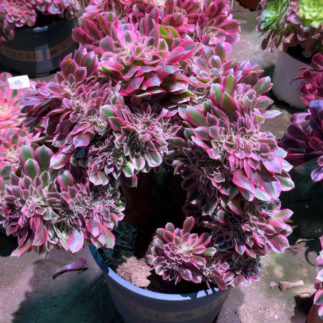 多肉植物女巫746