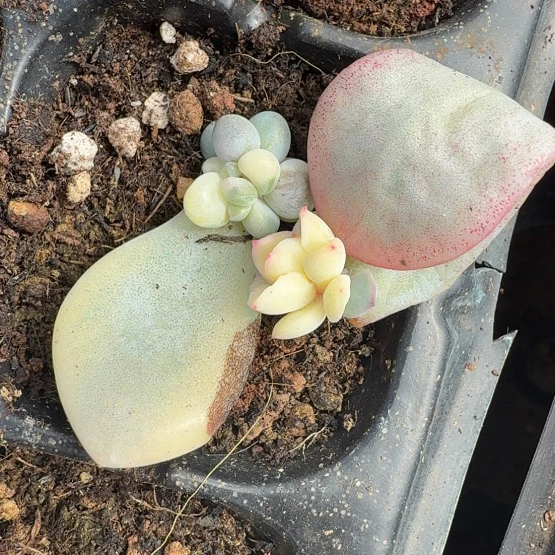 新香水经拉丝锦衣