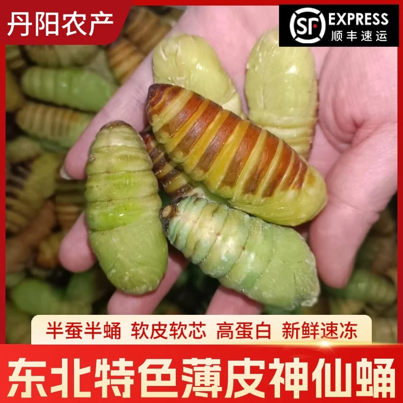 【小神仙蛹】速冻东北软皮茧蛹油炸鲜嫩美味食用营养健康400g起冷冻