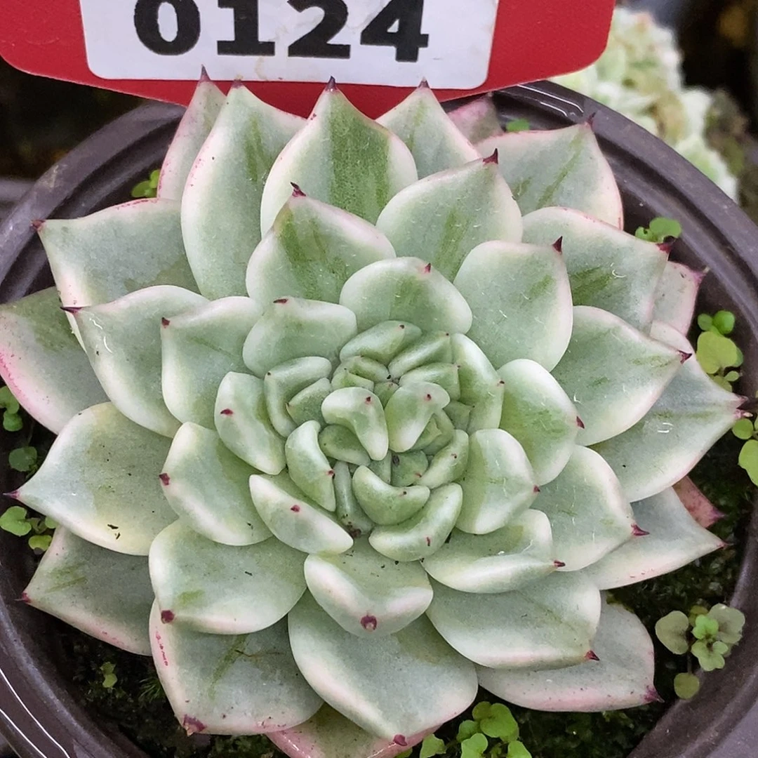 124哈哈哈哈哈哈哈哈