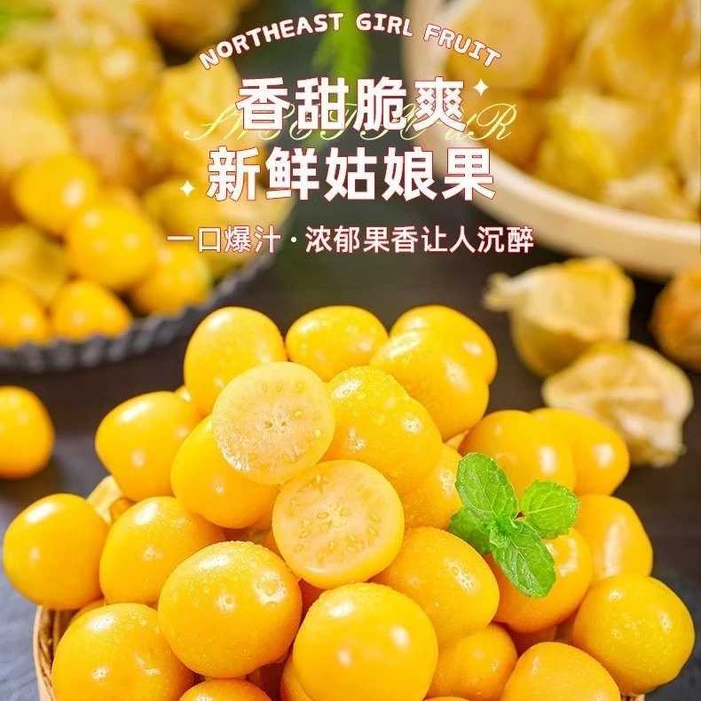 【云南姑娘果】新鲜采摘姑娘果产地直发灯笼果整箱包邮菇凉果菇娘果