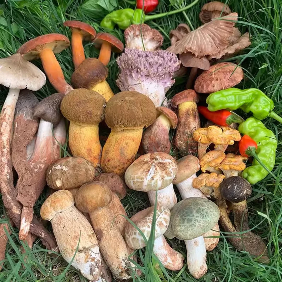 云南新鲜野生菌组合套餐火锅炖汤必备食材