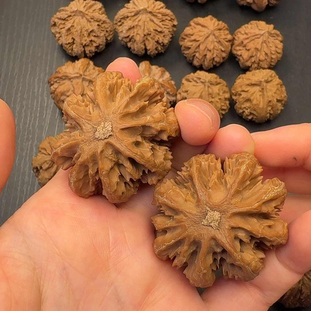阔***爺核桃突突突突我好想吃