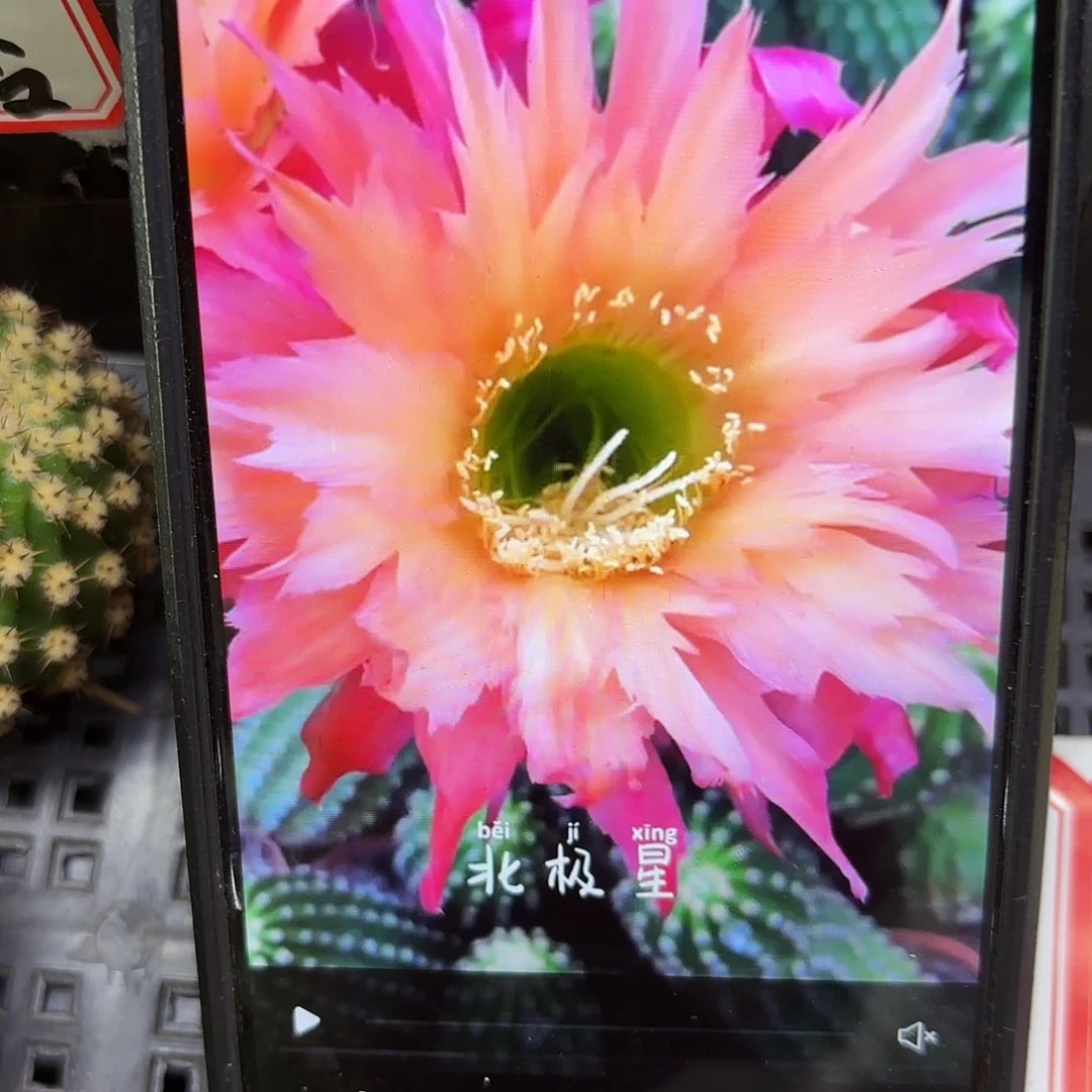 北极星毛侧牙20包邮21