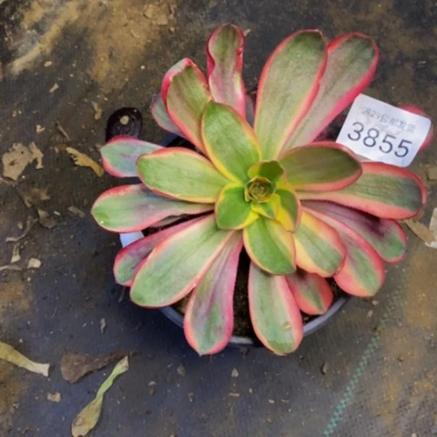 红魔女多肉植物 3855