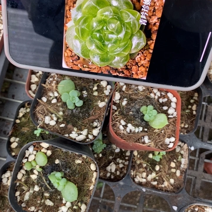 标152青吟一个量拍