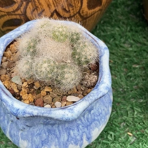 馨**贝开花仙人掌无名群