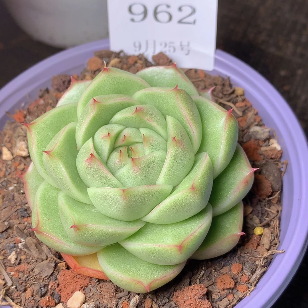 【闪购商品】云962号包子麦秆