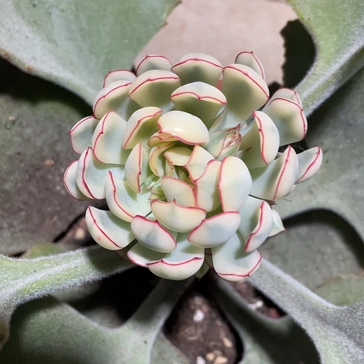 梦幻玫瑰锦一物一拍锦龙