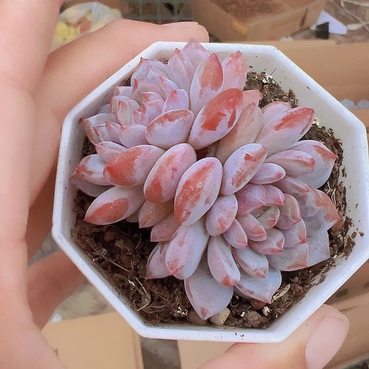 星星橙双头19包邮